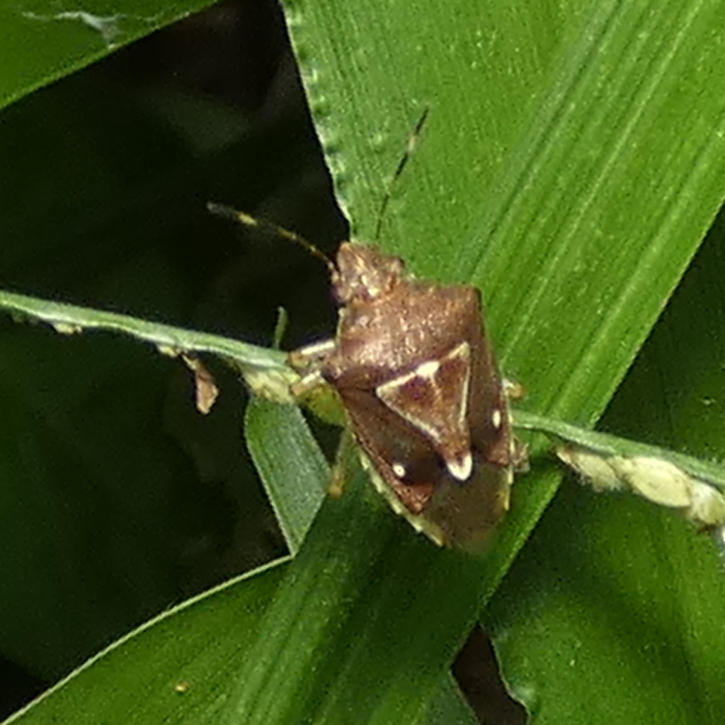 Mormidea notulifera