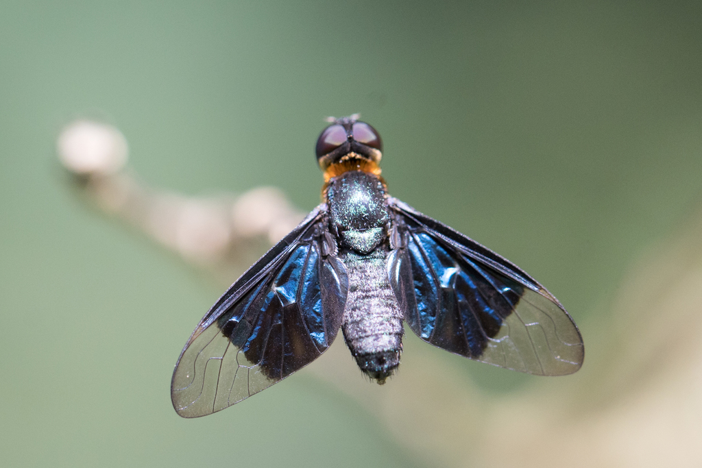 Chrysanthrax ioptera