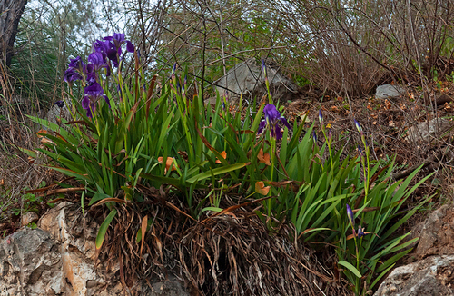 Iris of Sezze (Iris setina)