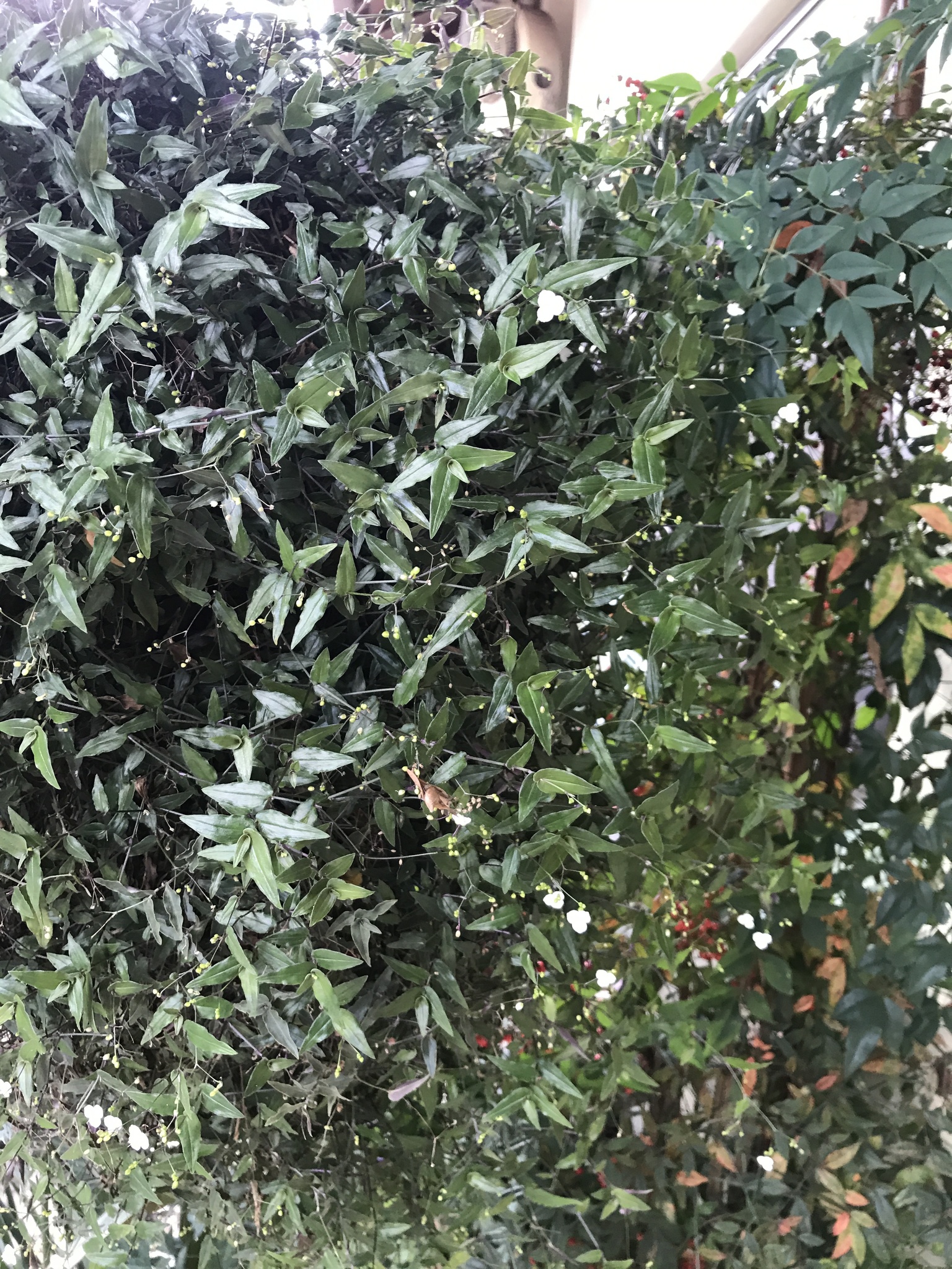 Nandina domestica