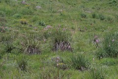 Dierama pulcherrimum
