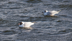 Chroicocephalus ridibundus