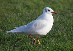 Ichthyaetus melanocephalus