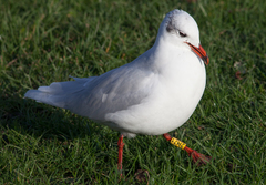 Ichthyaetus melanocephalus