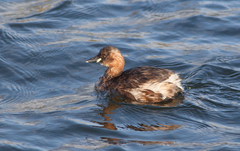 Tachybaptus ruficollis