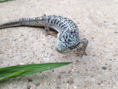 Elgaria multicarinata