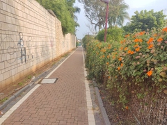 Thunbergia gregorii