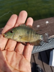 Herichthys cyanoguttatus