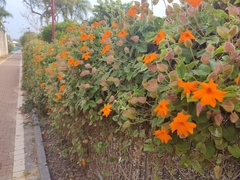 Thunbergia gregorii