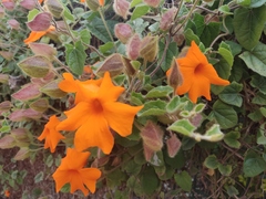 Thunbergia gregorii