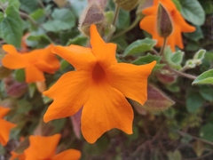 Thunbergia gregorii