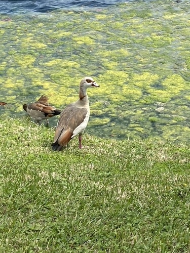 Alopochen aegyptiaca image