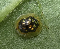 Plagiometriona microcera