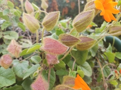 Thunbergia gregorii