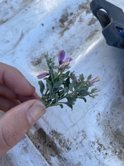 Rhinotropis subspinosa