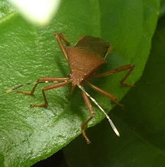 Anasa varicornis
