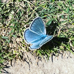 Polyommatus amandus
