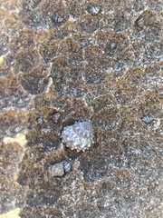 Echinolittorina tuberculata