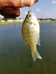 Lepomis macrochirus