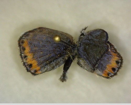 iNaturalist observation photo of Acmon Blue
