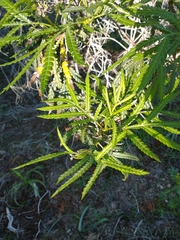 Lyonothamnus floribundus