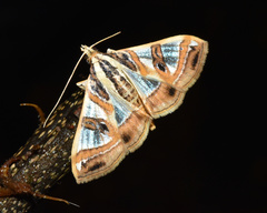 Glyphodes sycina