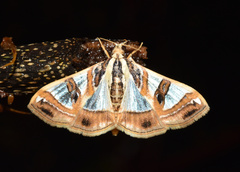 Glyphodes sycina