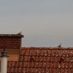 Streptopelia decaocto