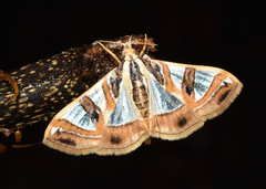 Glyphodes sycina