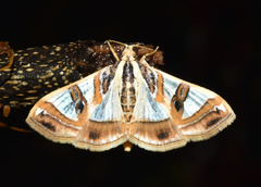 Glyphodes sycina