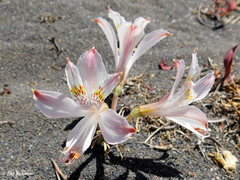 Alstroemeria hookeri hookeri