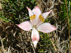 Alstroemeria hookeri hookeri