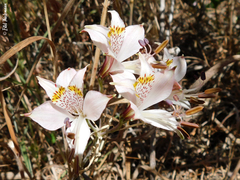 Alstroemeria hookeri hookeri