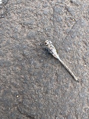 Rhionaeschna galapagoensis