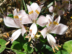 Alstroemeria hookeri hookeri