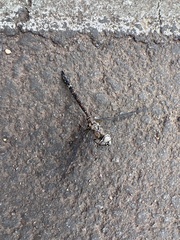 Rhionaeschna galapagoensis