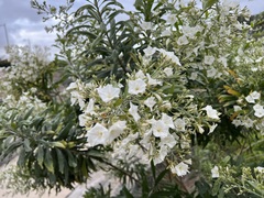 Convolvulus floridus