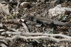 Pholidoscelis chrysolaemus