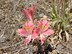 Alstroemeria hookeri hookeri