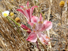 Alstroemeria hookeri hookeri