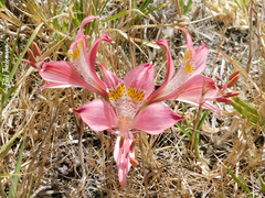 Alstroemeria hookeri hookeri