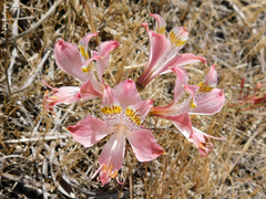 Alstroemeria hookeri hookeri
