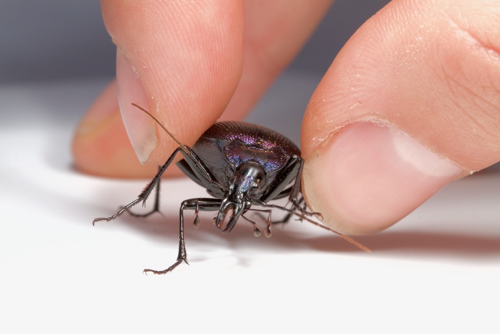 Bereft Snail-eating Beetle