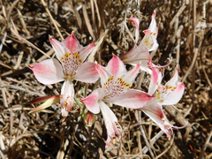 Alstroemeria hookeri hookeri