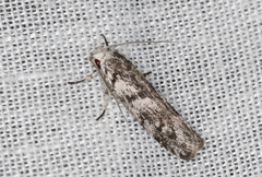 Lichenaula onychotypa