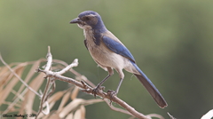 Aphelocoma californica