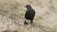 Euphagus cyanocephalus