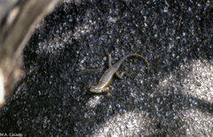 Sceloporus licki