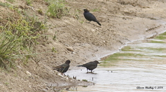 Sturnus vulgaris