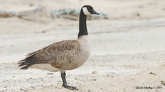 Branta canadensis
